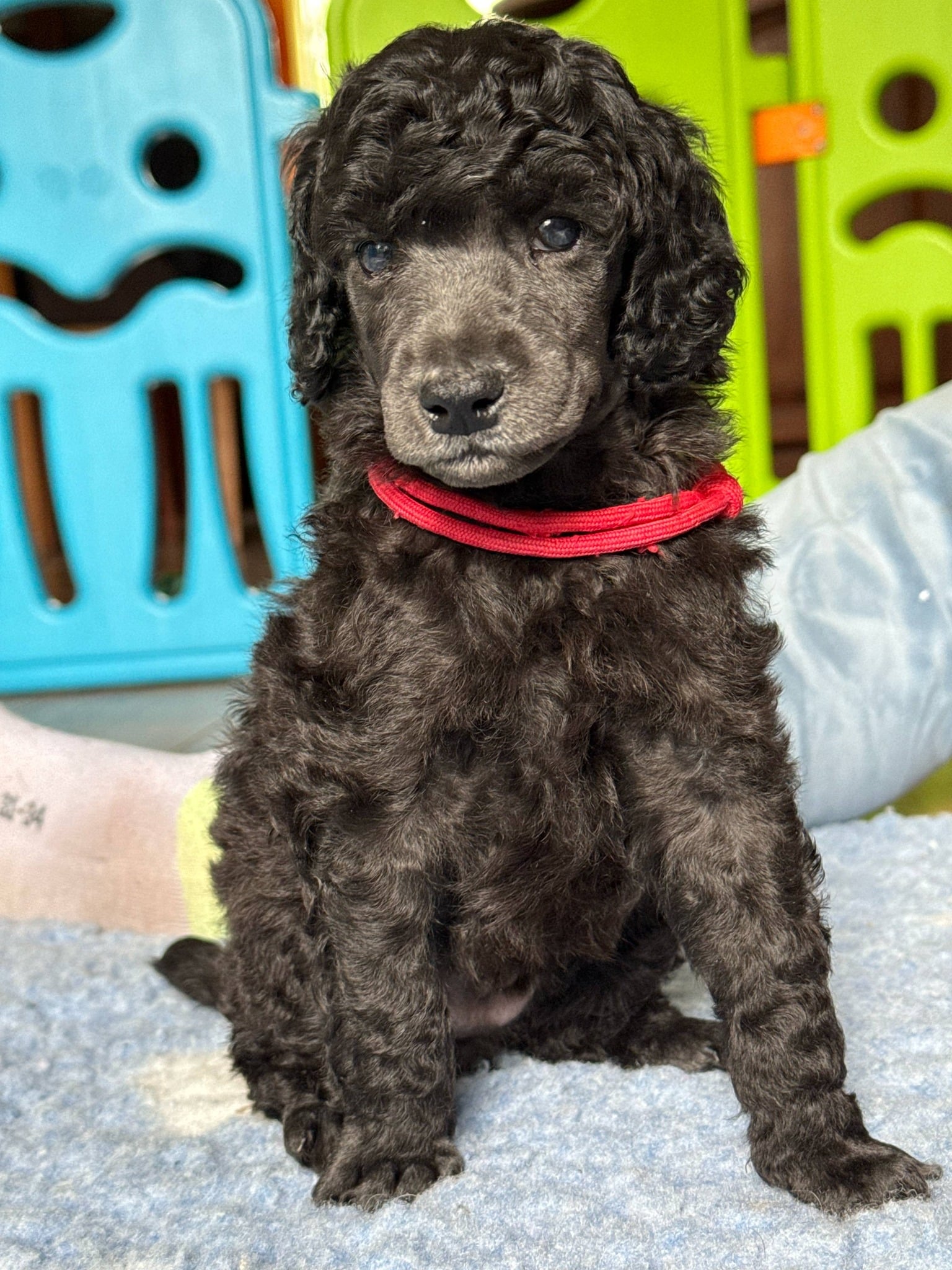 Giant Miracles Cool Born In Róma Donna